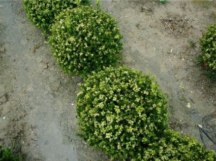 Buxus (Buxus microphylla 'Faulkner')