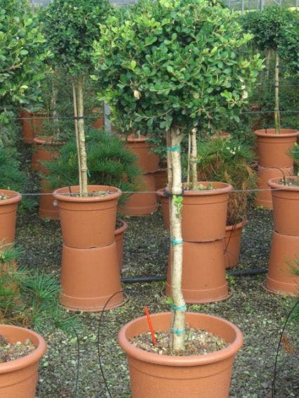 Buxus op stam (Buxus sempervirens 'Rotundifolia')