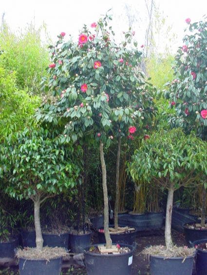 Camelia als boom (Camellia japonica)