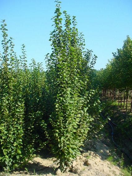 Zuilhaagbeuk (Carpinus betulus 'A. Beeckman')