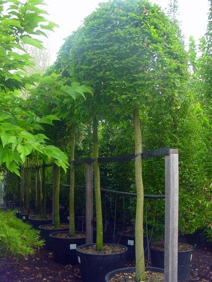 Haagbeuk als bolboom (Carpinus betulus)