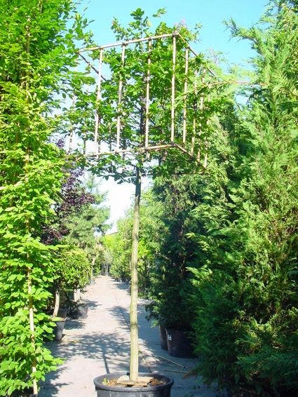 Haagbeuk in kubusvorm (Carpinus betulus)