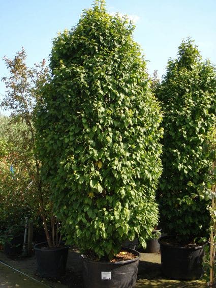 Haagbeuk (Carpinus betulus 'Monumentalis')