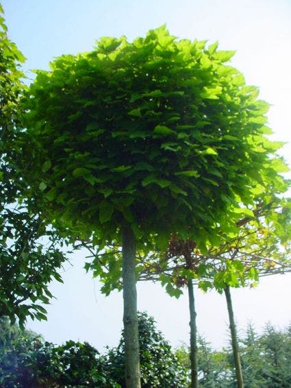 Bolcatalpa (Catalpa bignonioides 'Nana')