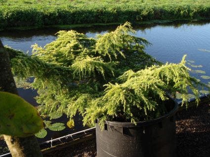 Ceder (Cedrus deodara 'Golden Horizon')