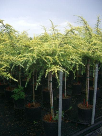 Ceder op stam (Cedrus deodara 'Golden Horizon')