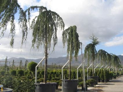 Treurceder als boom (Cedrus libani 'Glauca Pendula')