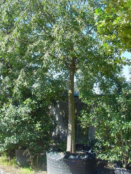 Netelboom (Celtis australlis)