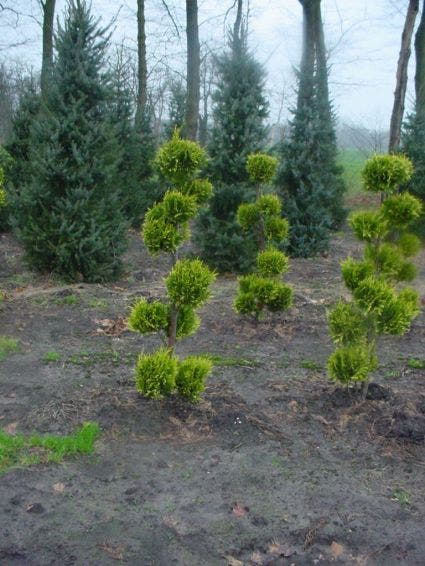 Schijncypres als bonsai (Chamaecyparis lawsoniana 'Ivonne')