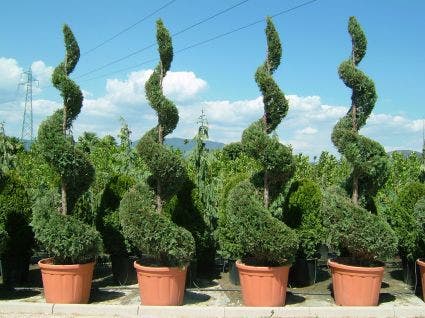 Leylandii als spiraal (Cupressocyparis leylandii)