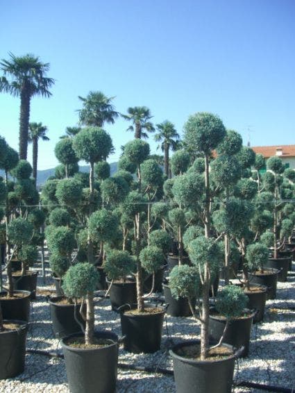 Cipres als pompon (Cupressus arizonica 'Glauca')