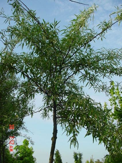 Smalbladige olijfwilg als boom (Elaeagnus angustifolia)