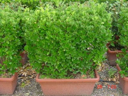 Kardinaalshoed, meeneemhaag (Euonymus japonicus)