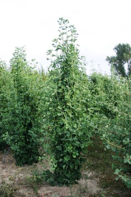 Japanse noteboom als zuilboom (Ginkgo biloba 'Fastigiata Blagon')