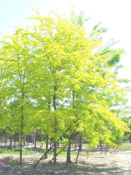 Geelbladige Christusdoorn (Gleditsia triacanthos 'Sunburst')