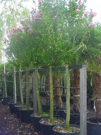 Altheastruik als boom (Hibiscus syriacus 'Woodbridge')