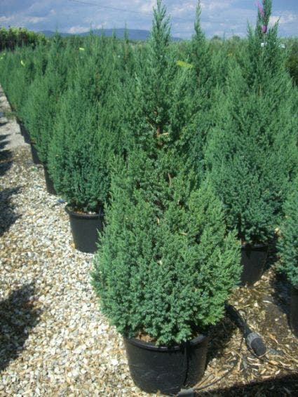 Jeneverbes (Juniperus chinensis 'Stricta')