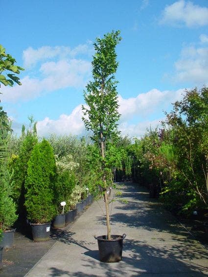 Zeepboom (Koelreuteria paniculata 'Fastigiata')