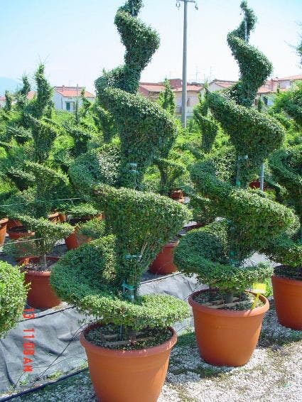 Liguster  als spiraal (Ligustrum delavayanum)