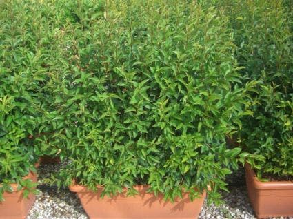 Liguster als meeneemhaag (Ligustrum japonicum)