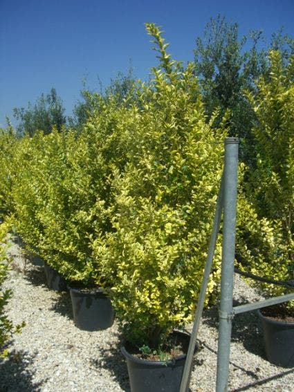 Liguster, meeneemhaag (Ligustrum ovalifolium 'Aureum')