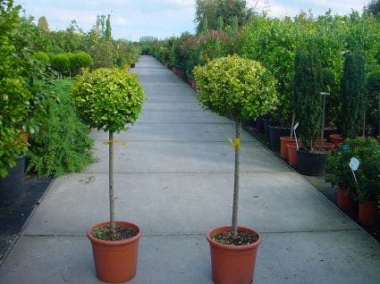 Liguster op stam (Ligustrum ovalifolium 'Aureum')