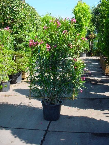 Oleander als leivorm (Nerium oleander)