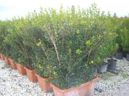 Schijnhulst als meeneemhaag (Osmanthus heterophyllus)