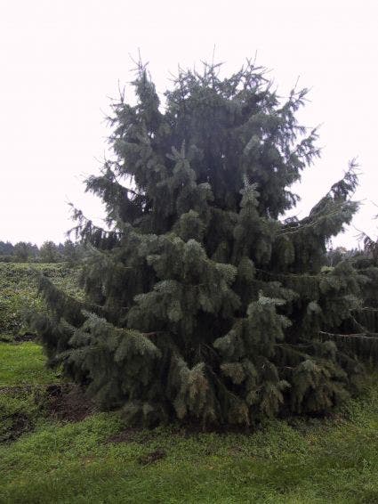 Spar (Picea breweriana)