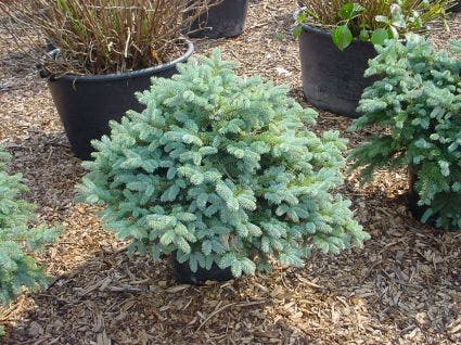 Colorado spar (Picea pungens 'Glauca Globosa')