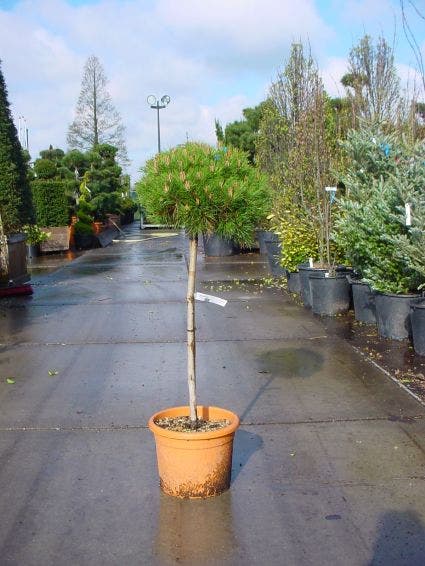 Den op stam (Pinus nigra 'Brepo')