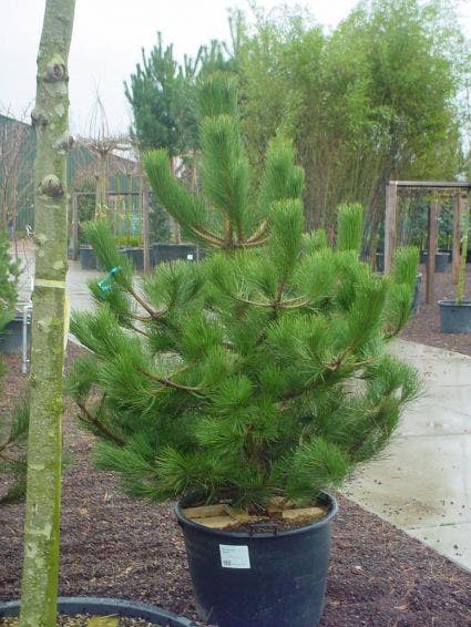 Oostenrijkse bergden, struik (Pinus nigra nigra)