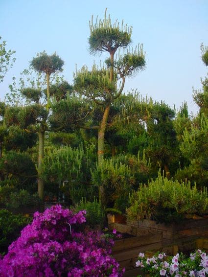 Grove Den als bonsai (Pinus sylvestris)