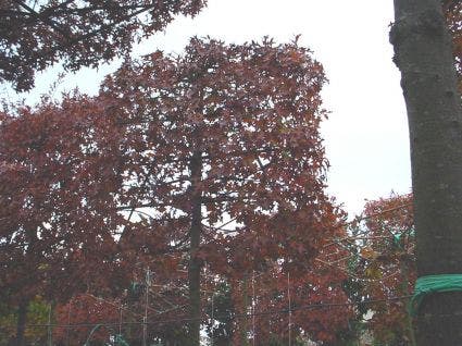 Moeraseik als leiboom (Quercus palustris)