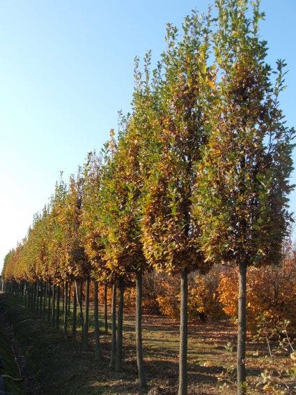 Zomereik als zuilboom  (Quercus robur 'Fastigiata Koster')