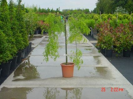 Honingboom op stam (Sophora japonica 'Pendula')