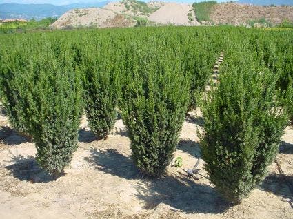 Venijnboom (Taxus media 'Hillii')