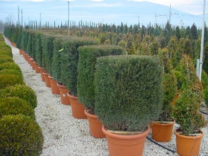 Taxus als kubus (Taxus baccata)