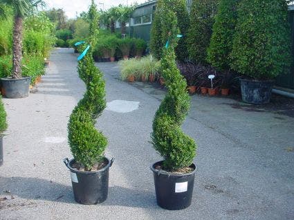 Taxus als spiraal (Taxus baccata)