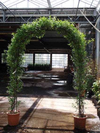 Toscaanse Jasmijn in boogvorm (Trachelospernum jasminoides)