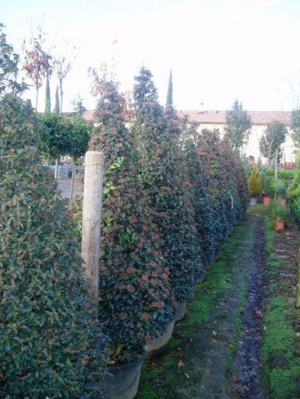 Sneeuwbal, Piramide (Viburnum tinus 'Eve Price ')