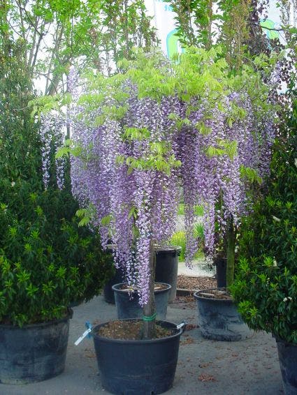 Blauwe regen als boom (Wisteria sinensis 'Prolific')