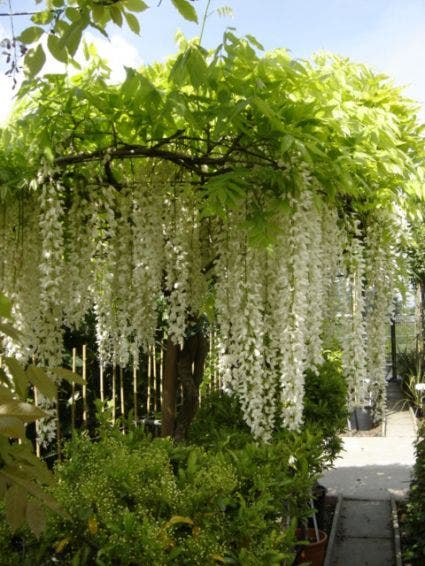 Blauwe regen, wit (Wisteria floribunda 'Longissima Alba')