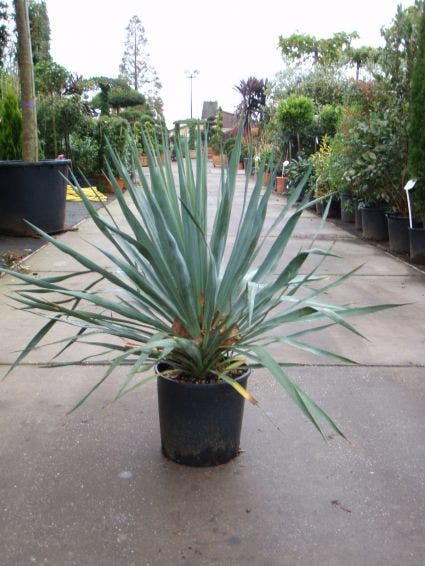 Palmlelie (Yucca gloriosa)