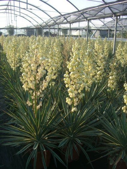 Palmlelie (Yucca gloriosa 'Variegata')