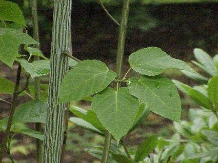 Streepjesbast Esdoorn (Acer davidii)