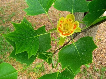 Tulpenboom als leiboom (Liriodendron tulipifera)