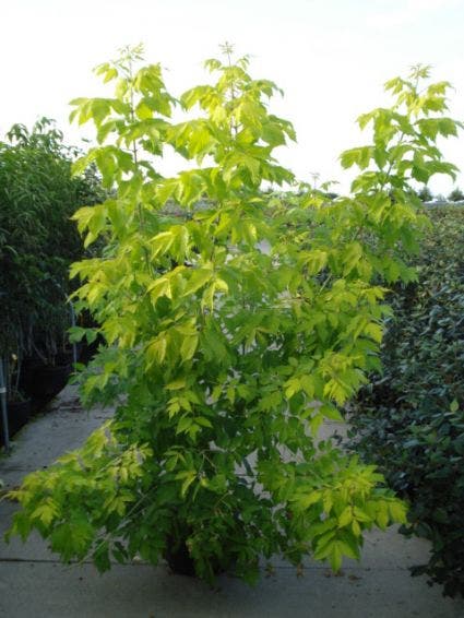 Vederesdoorn (Acer negundo 'Kelly's Gold')