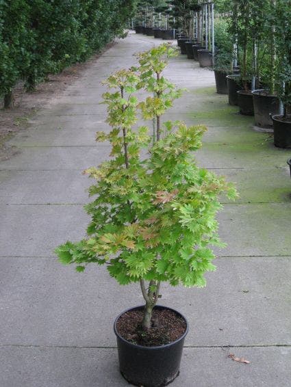 Japanse esdoorn (Acer shirasawanum 'Aureum')