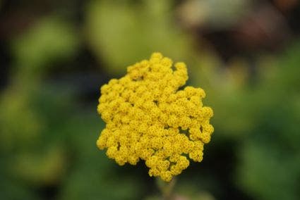 Duizendblad (Achillea 'Coronation Gold')